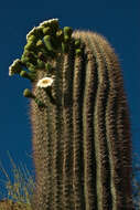 Image of saguaro