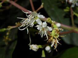 Image of Miconia hondurensis Donn. Sm.