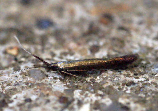 Image of Coleophora mayrella