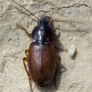 Image of Harpalus (Harpalus) microthorax (Motschulsky 1849)