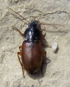 Image de Harpalus (Harpalus) microthorax (Motschulsky 1849)