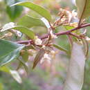 Image of Elaeagnus triflora Roxb.