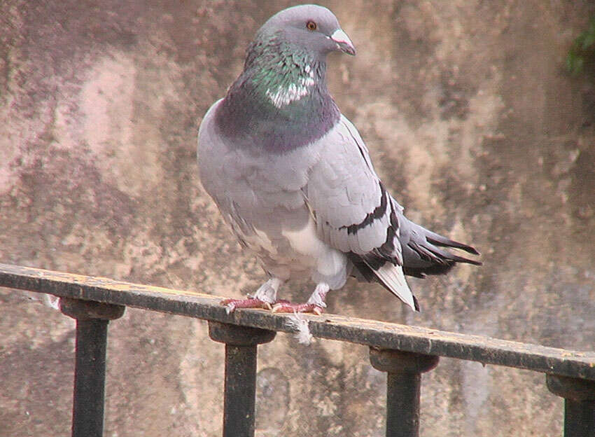 Image of Common Pigeon