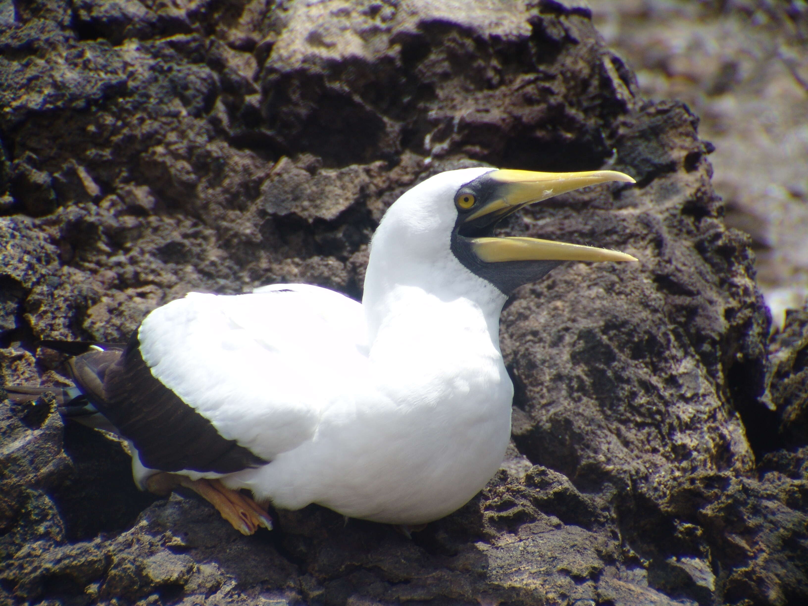 Image of gannets and boobies