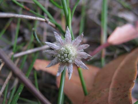 Image of Actinotus minor (Smith) DC.