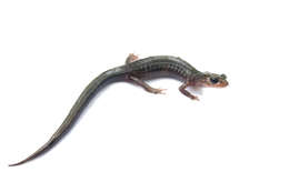 Image of Northern Gray-cheeked Salamander