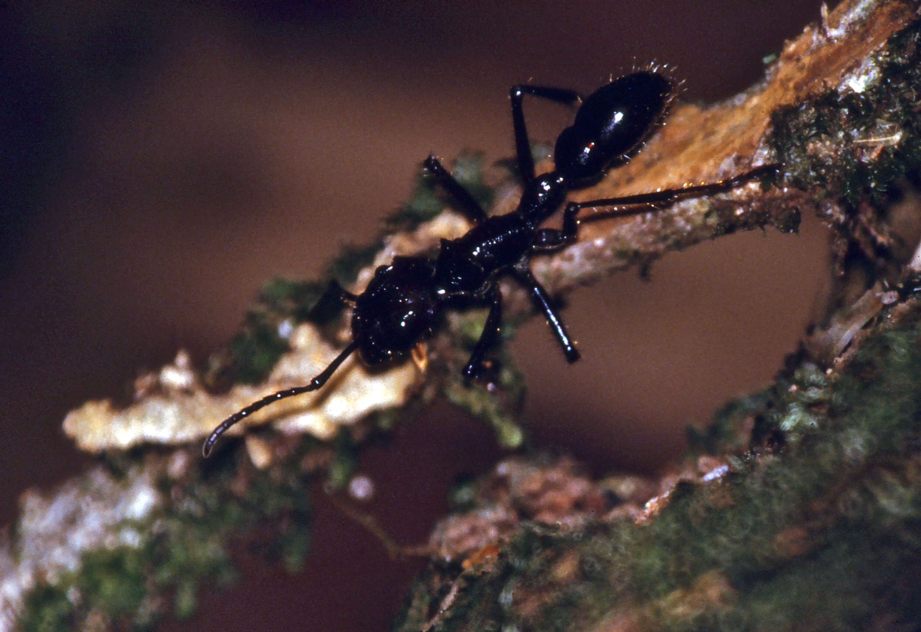 Image of Paraponera