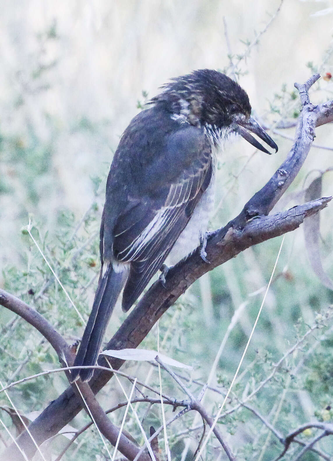 Image of Cracticus torquatus torquatus (Latham 1801)