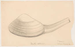 Image of Atlantic surf clam