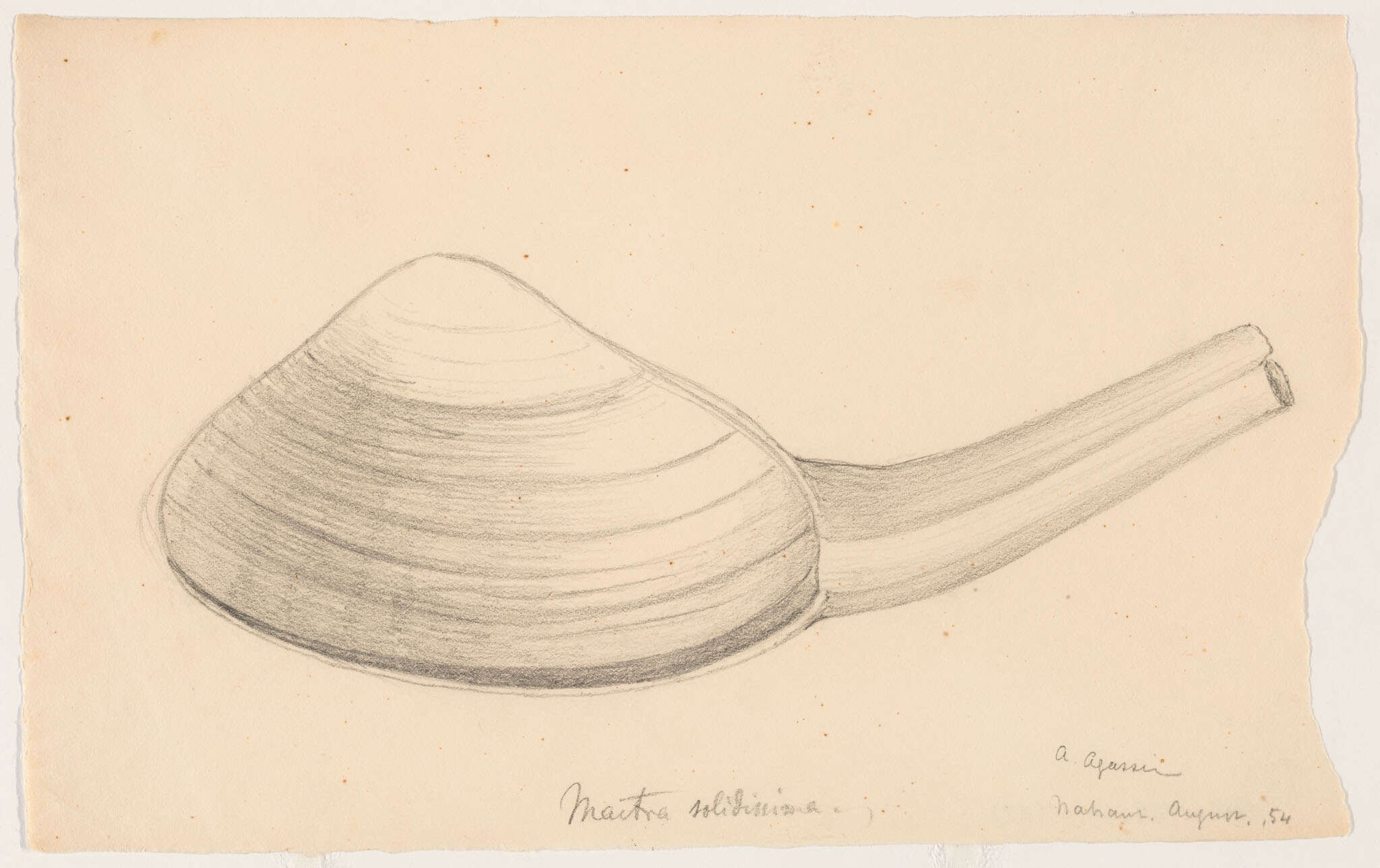 Image de Mactroidea Lamarck 1809