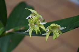 Image of bigleaf dendrobium