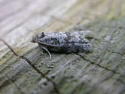 Слика од Cnephasia stephensiana Doubleday 1849