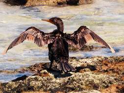 Image of Phalacrocorax Brisson 1760