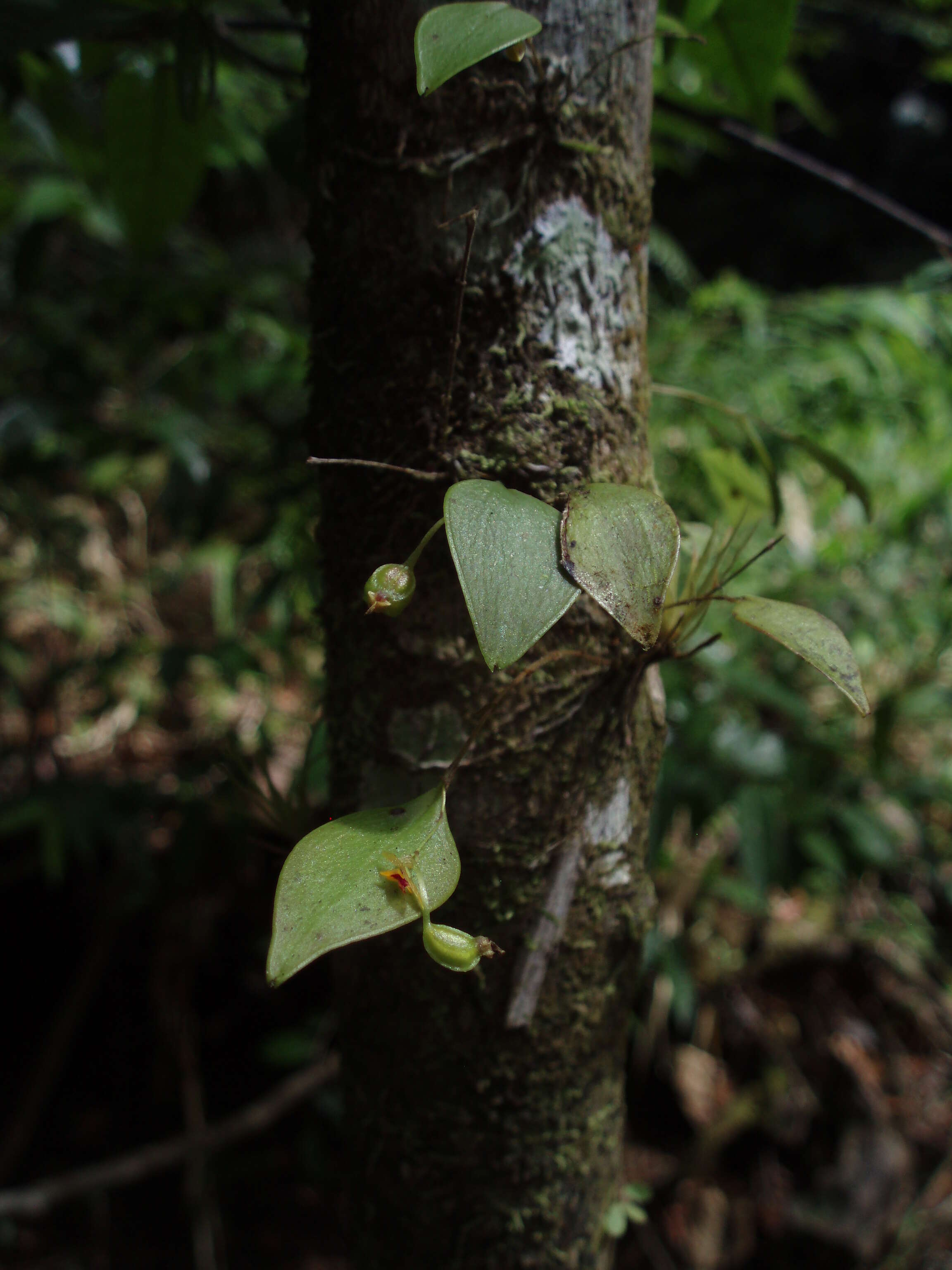 Image of Woodbury's babyboot orchid