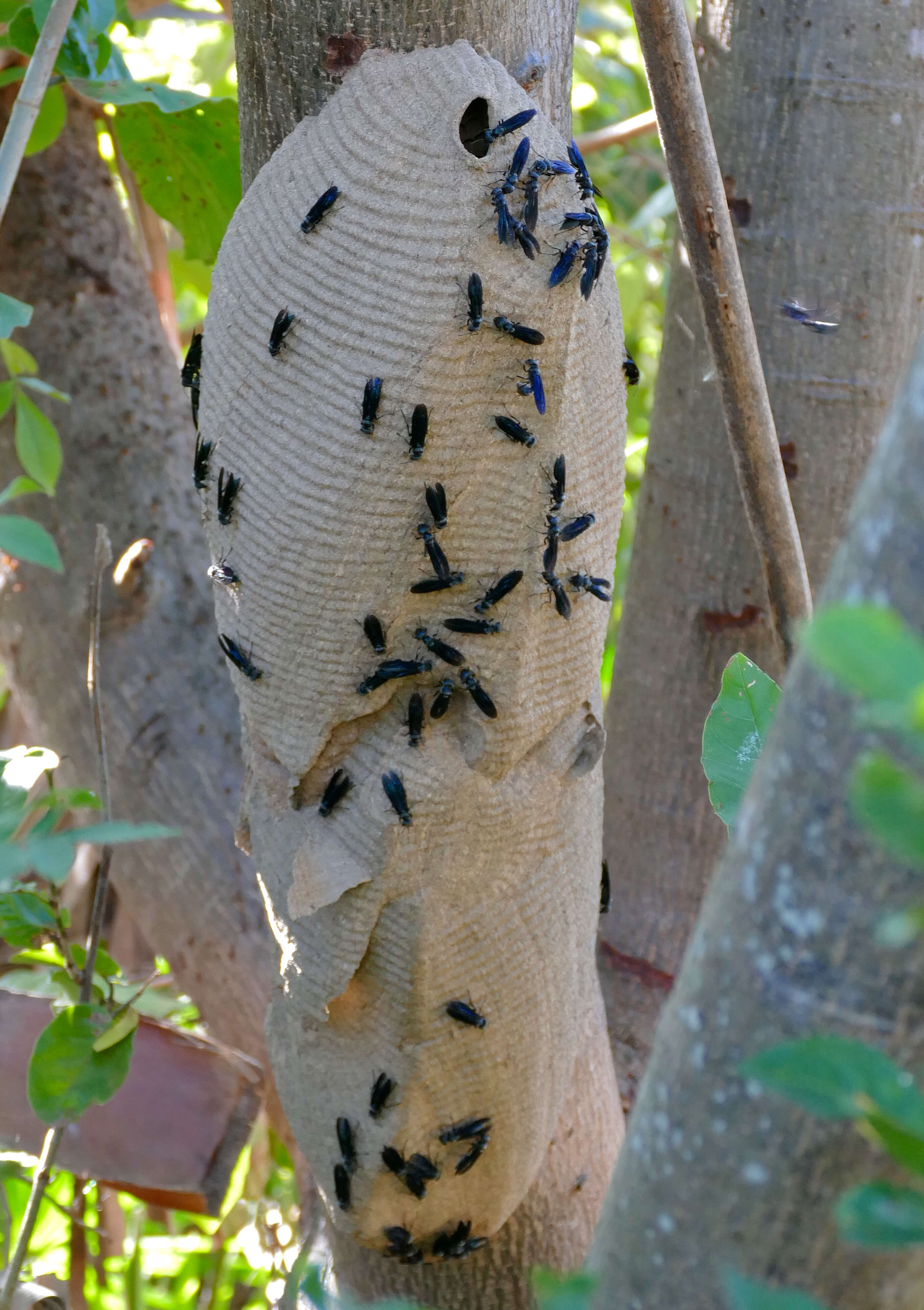 Image of armadillo wasp