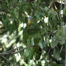 صورة Amazona xantholora (Gray & GR 1859)