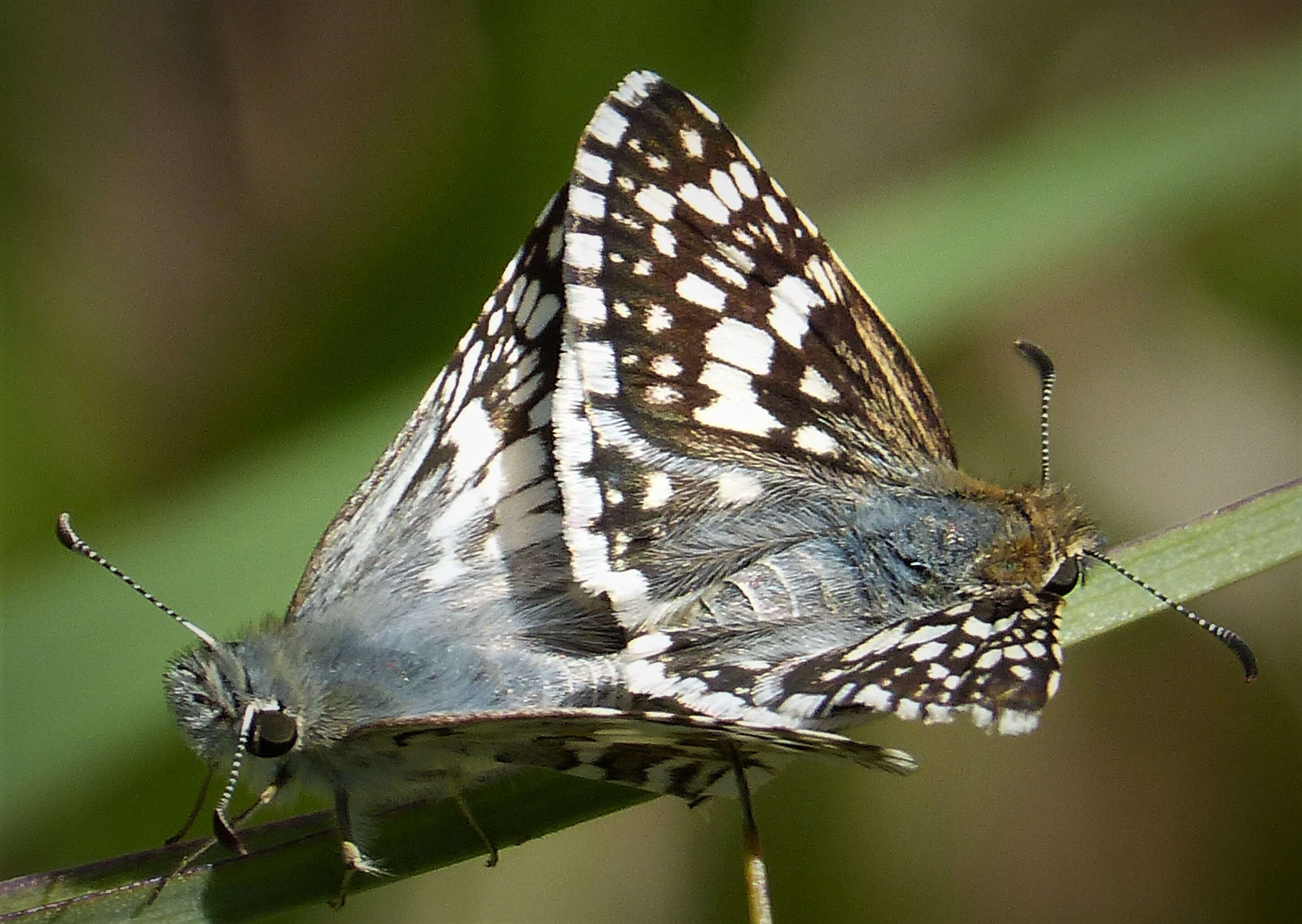 Image of Common Checkered Skipper