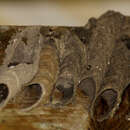Image of Organ pipe mud dauber