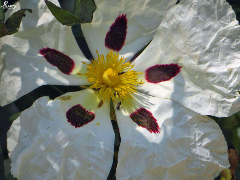 Image of common gum cistus