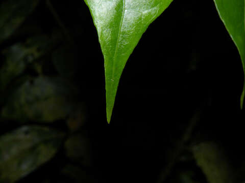 Plancia ëd Crossopetalum parviflorum (Hemsl.) Lundell