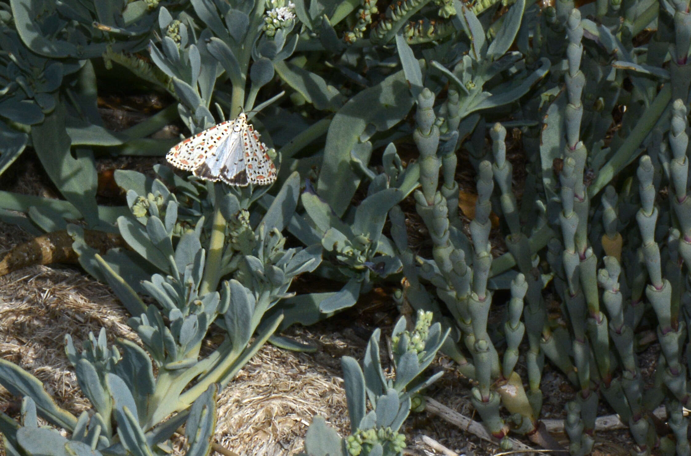 Image of Utetheisa pulchelloides Hampson 1907