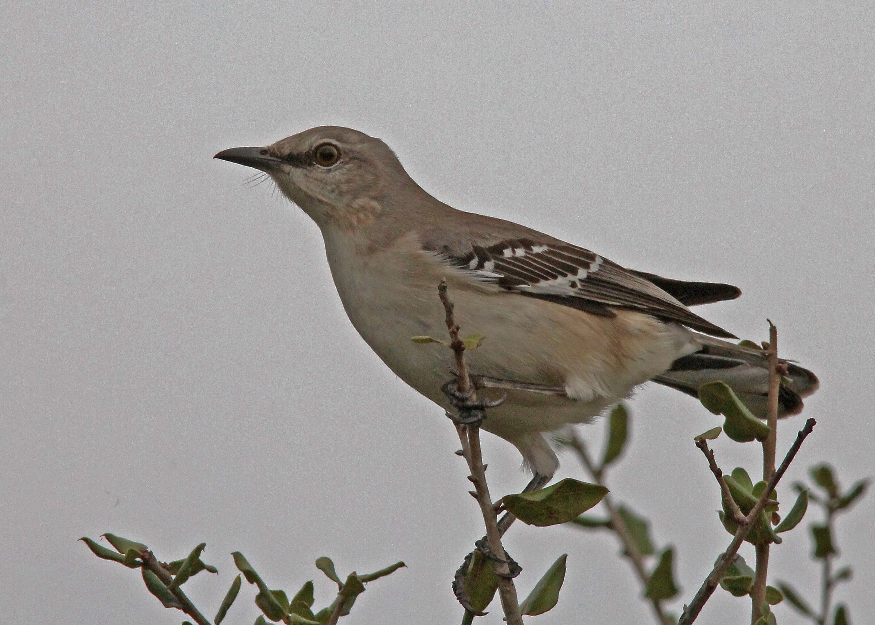 Image of Mimus Boie & F 1826