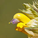 Rhinanthus alectorolophus (Scop.) Pollich resmi