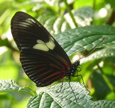 Image of Heliconius