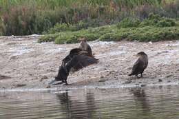 Imagem de Phalacrocorax Brisson 1760