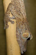 Image of Flat-tail geckos