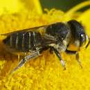 Image of Alfalfa Leafcutter Bee