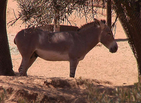 Image of African Ass