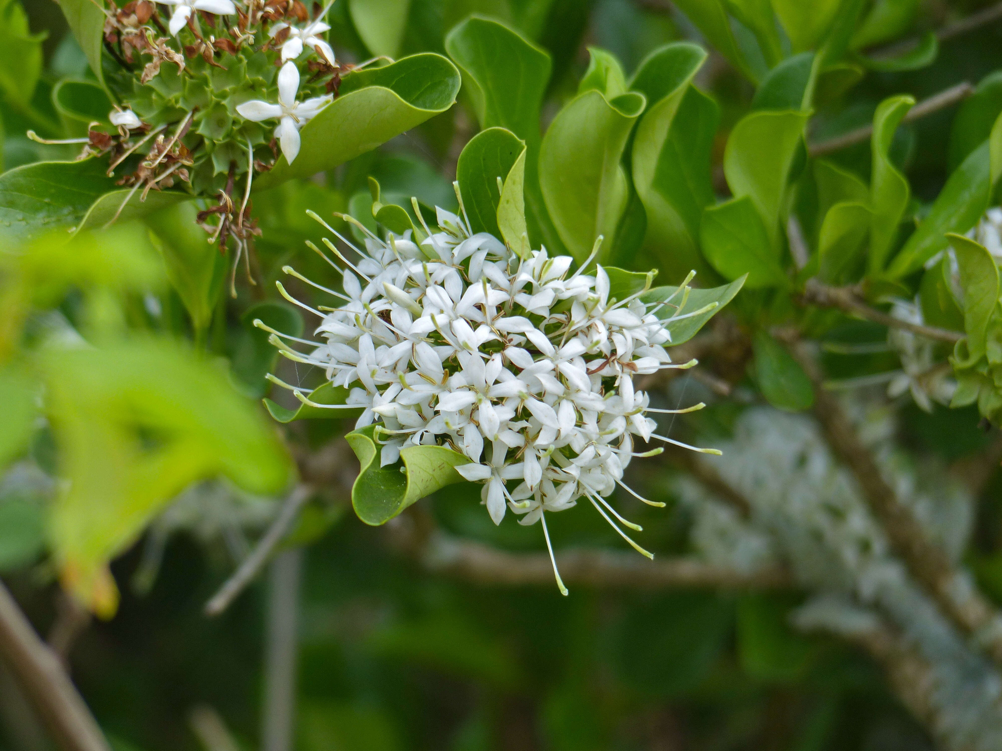 Image of Bride's Bushes