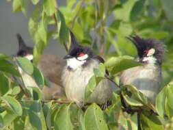 Image of Red-whiskered Bulbul