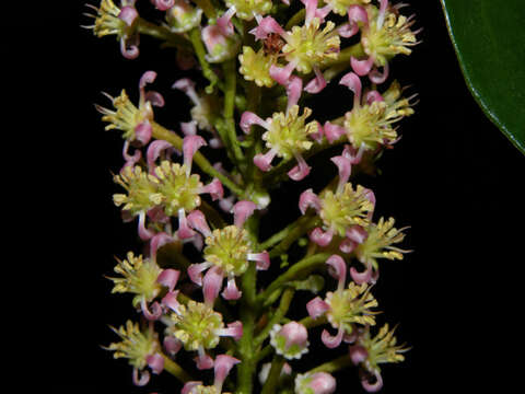 Image of Lophanthera hammelii W. R. Anderson