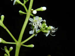 Image of Miconia hondurensis Donn. Sm.