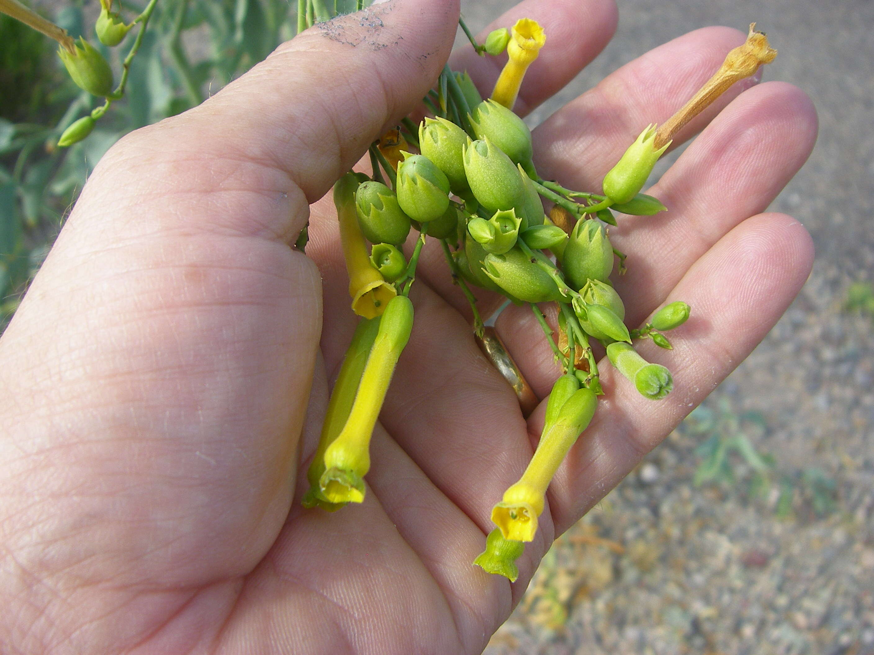 Image of tobacco