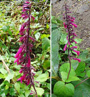 Image of Salvia carnea Kunth