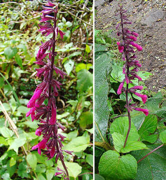 Image of Salvia carnea Kunth