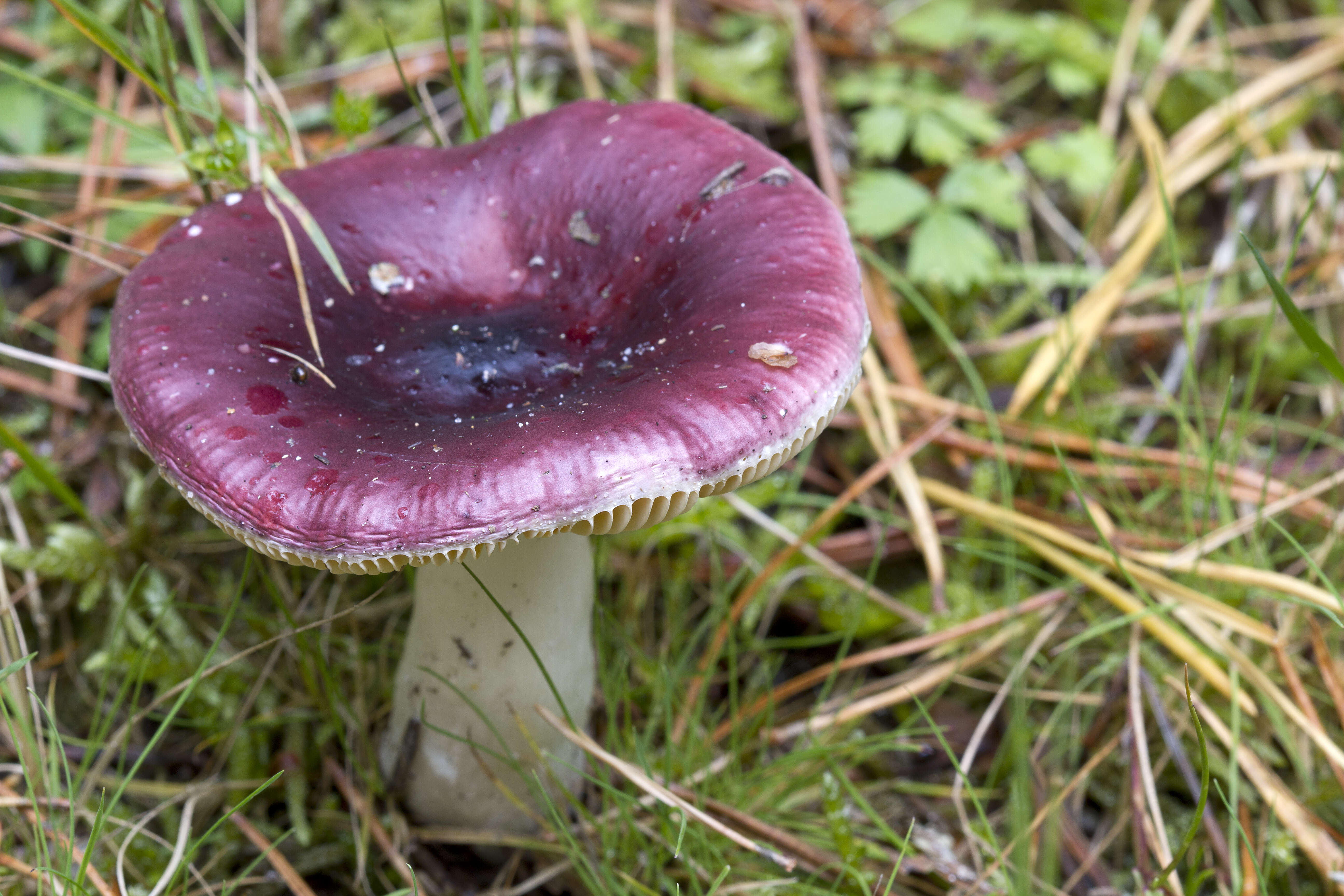 Image of Russulaceae