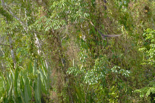 Image of Lesser Yellow-headed Vulture