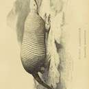 Image of Giant Armadillo