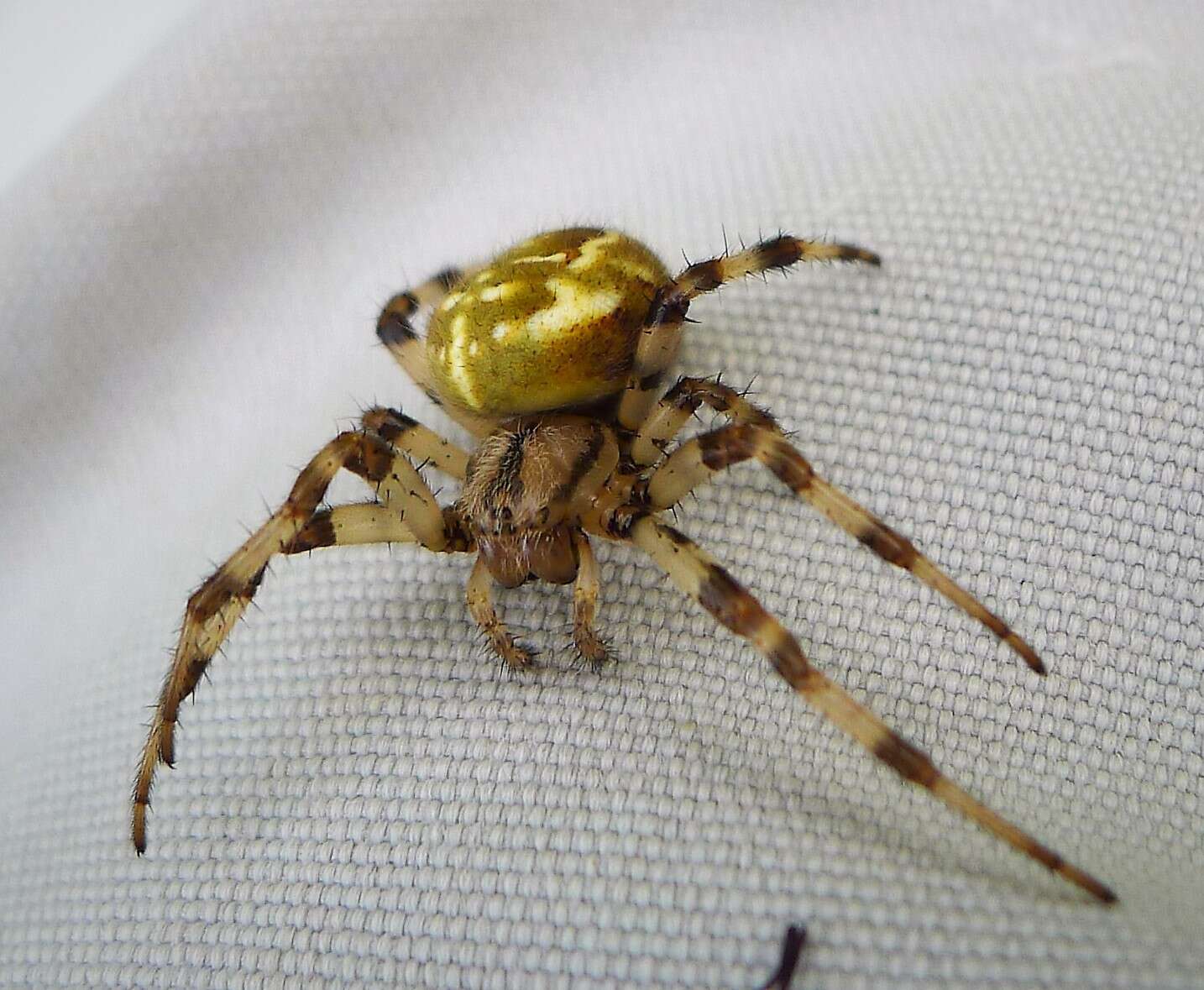 Image of Araneus