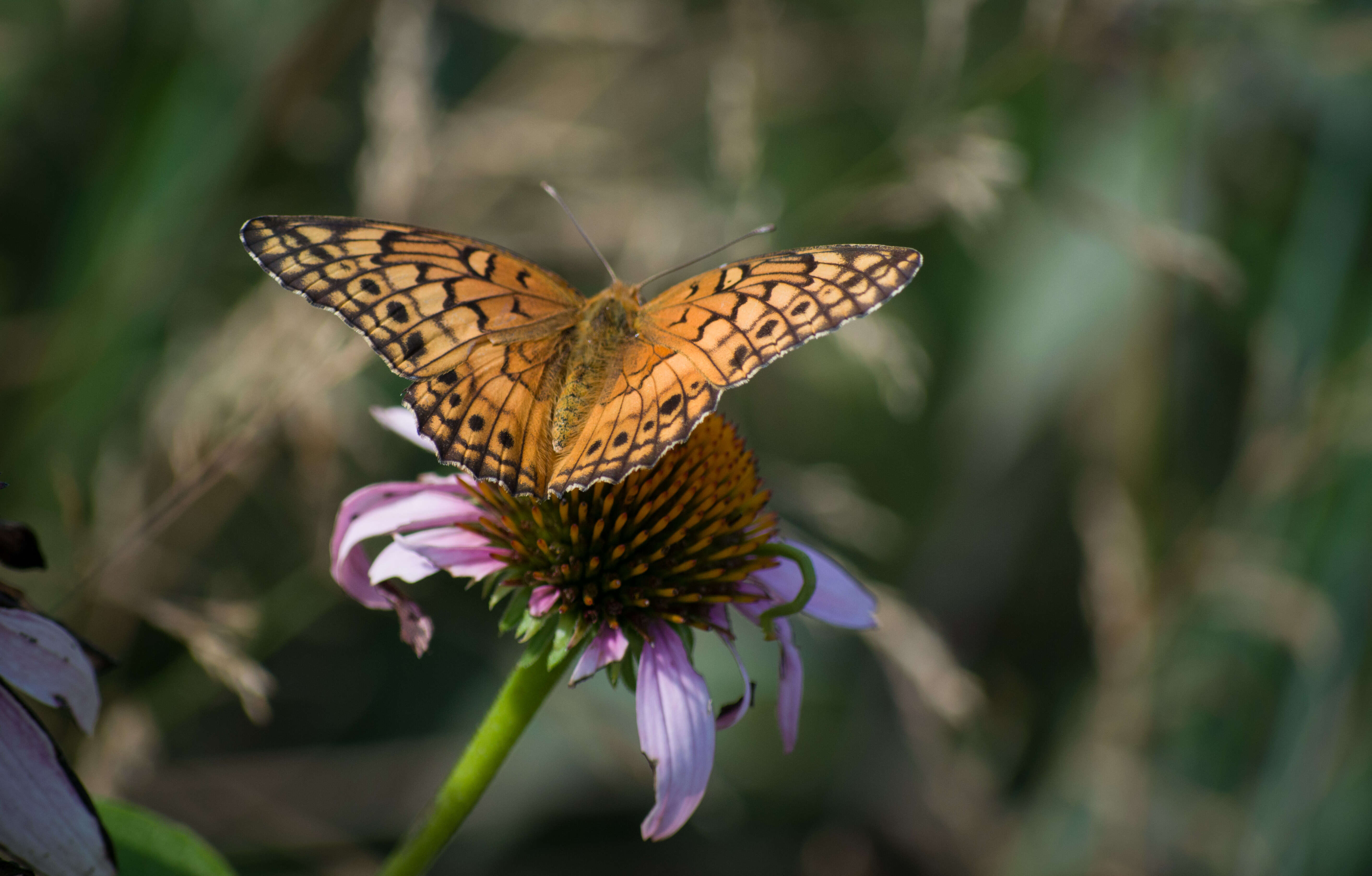 Image of Variegated Fritillary