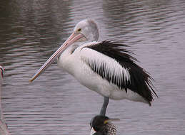 Image of pelicans