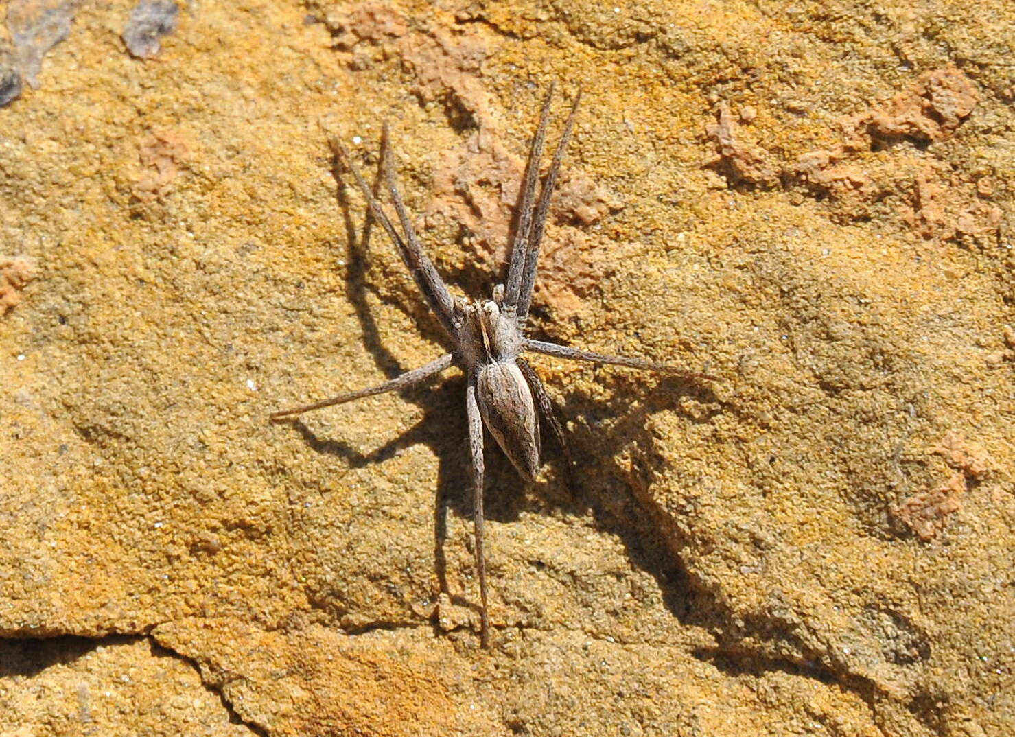 Image of nursery web spiders