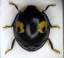 Image of Ladybird beetle