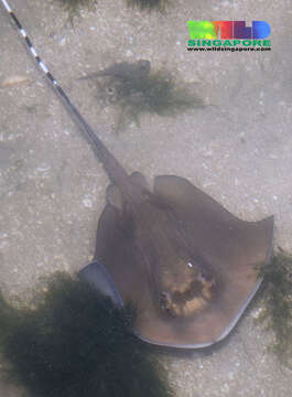 Image of Mask Rays