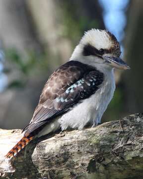 Image of Kookaburra