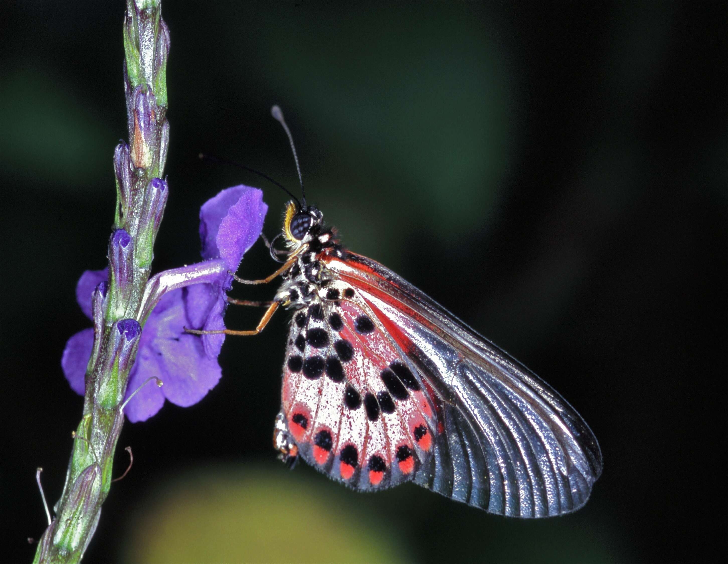 Image of Acraea ranavalona Boisduval 1833